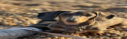 Dachshund dogs for sale: Adorable blk and tan dachshund puppies  - Advert 1