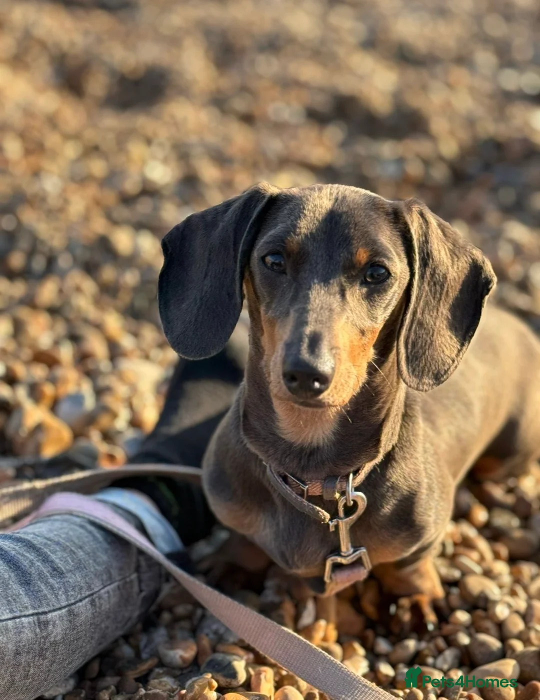 Dachshund dogs for sale: Adorable blk and tan dachshund puppies  - Advert 1