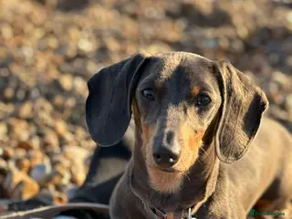 Dachshund dogs Adorable blk and tan dachshund puppies - Advert 14