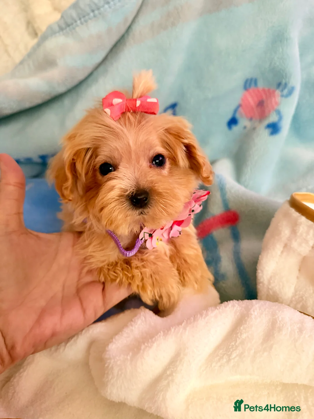 Maltipoo dogs for sale:  F1 Maltipoo puppies  - Advert 15