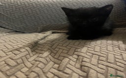 Domestic Shorthair cats for sale: Meet Zora  - Image 13