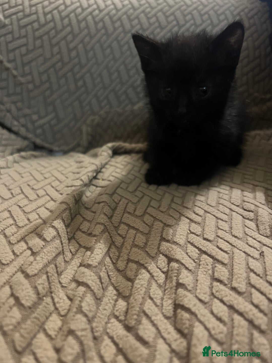 Domestic Shorthair cats for sale: Meet Zora  - Image 13