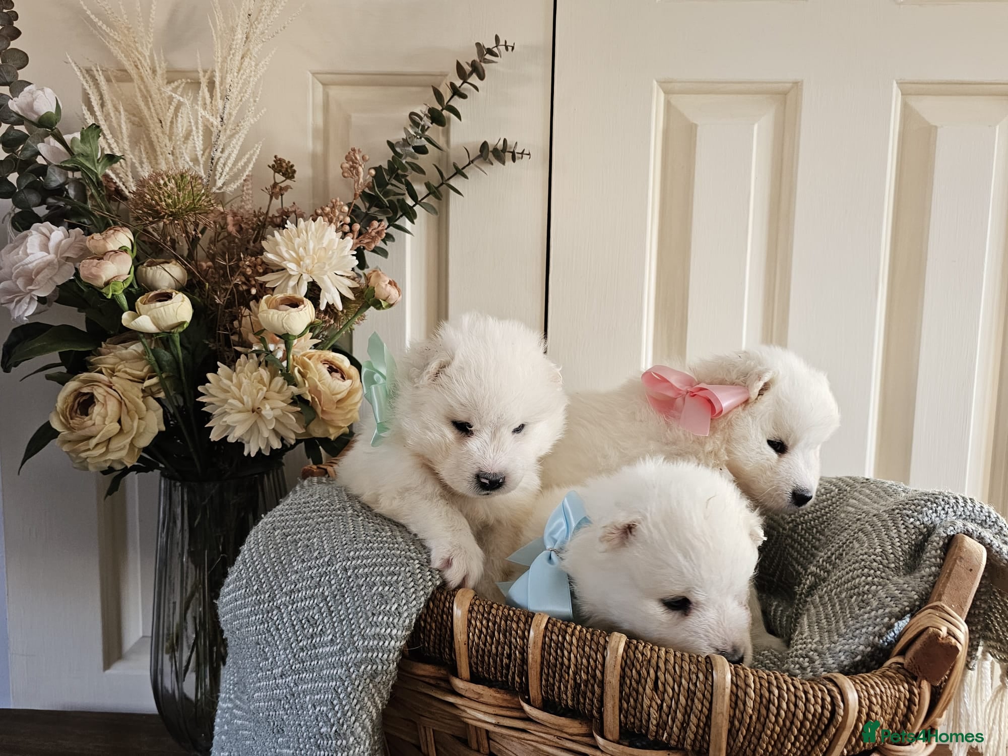 Samoyed dogs Outstanding Litter of Pedigree Samoyeds - Advert 2