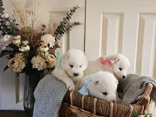 Samoyed dogs Outstanding Litter of Pedigree Samoyeds - Advert 1