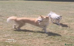 Mixed Breed dogs for adoption: Kaya, 2 years approx. Available for adoption. in Brixham - Image 12