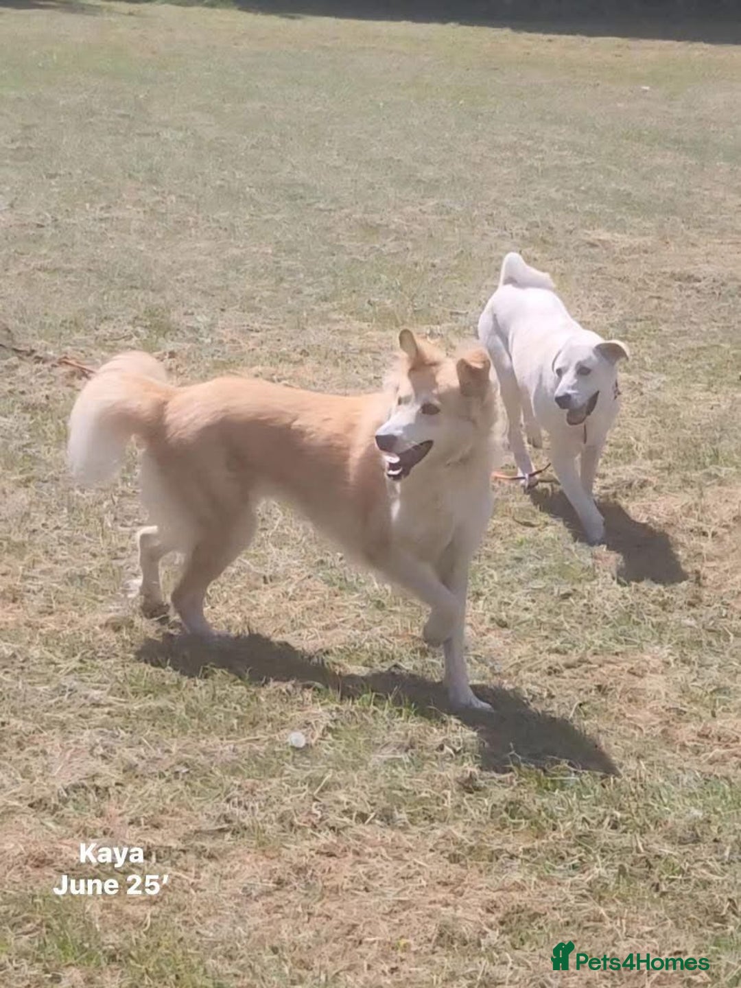 Mixed Breed dogs for adoption: Kaya, 2 years approx. Available for adoption. in Brixham - Image 12