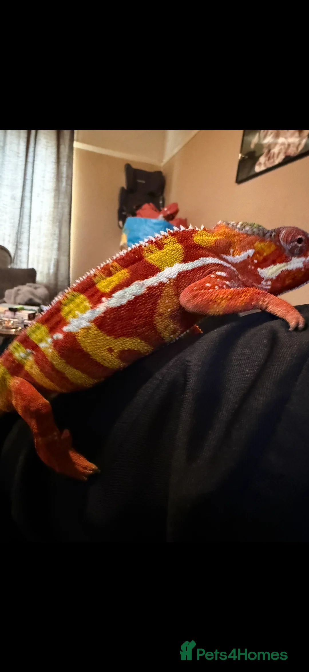 Chameleon reptiles for sale: Ambomile chameleon - Advert 8