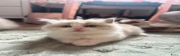 Ragdoll cats for sale: CollieKiss Ragdolls – Beautiful TICA Registered - Advert 11