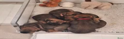 Border Terrier dogs for sale: Border Terrier Puppies, 5 Star Registered Breeder - Advert 4
