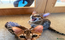 Savannah cats for sale: TICA Reg F3 Savannah Female Kitten ONE LEFT - Image 10