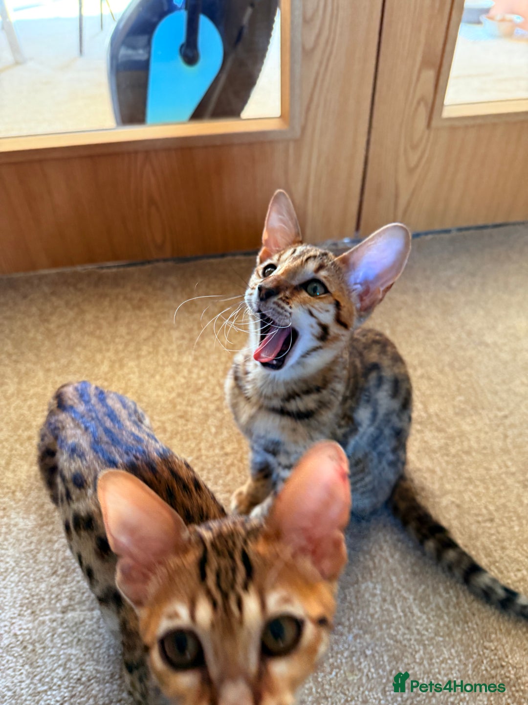 Savannah cats for sale: TICA Reg F3 Savannah Female Kitten ONE LEFT - Image 10