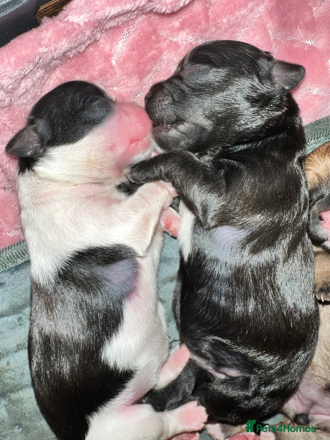 Mixed Breed dogs for sale: Shih tzu x Bichion  - Image 6