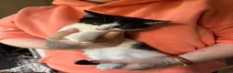 British Shorthair cats for sale: 3 11 week old kittens for sale - Advert 4