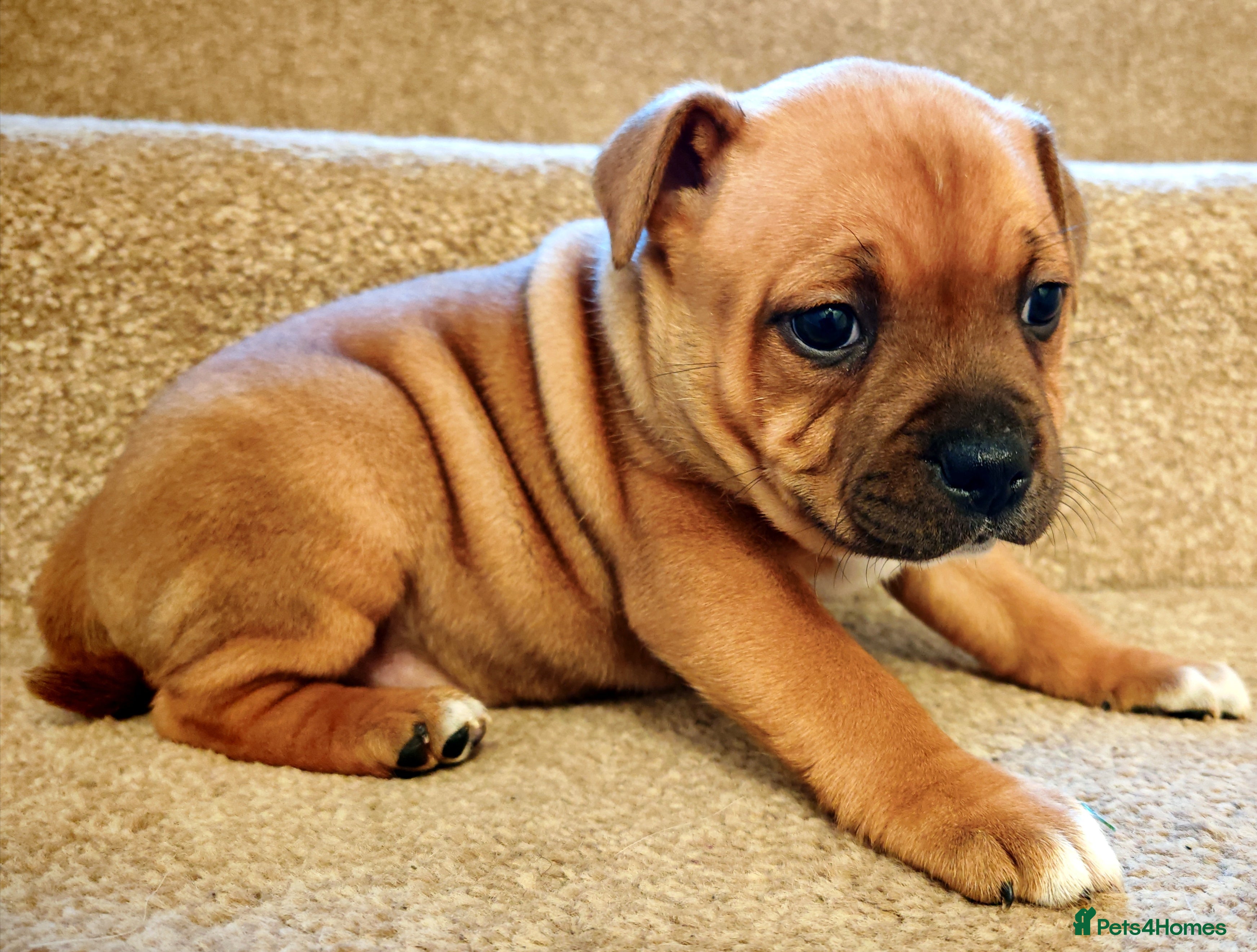 Staffordshire Bull Terrier dogs GORGEOUS RED STAFFORDSHIRE BULL TERRIER PUPPIES - Advert 2