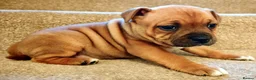 Staffordshire Bull Terrier dogs for sale: GORGEOUS RED STAFFORDSHIRE BULL TERRIER PUPPIES - Advert 3