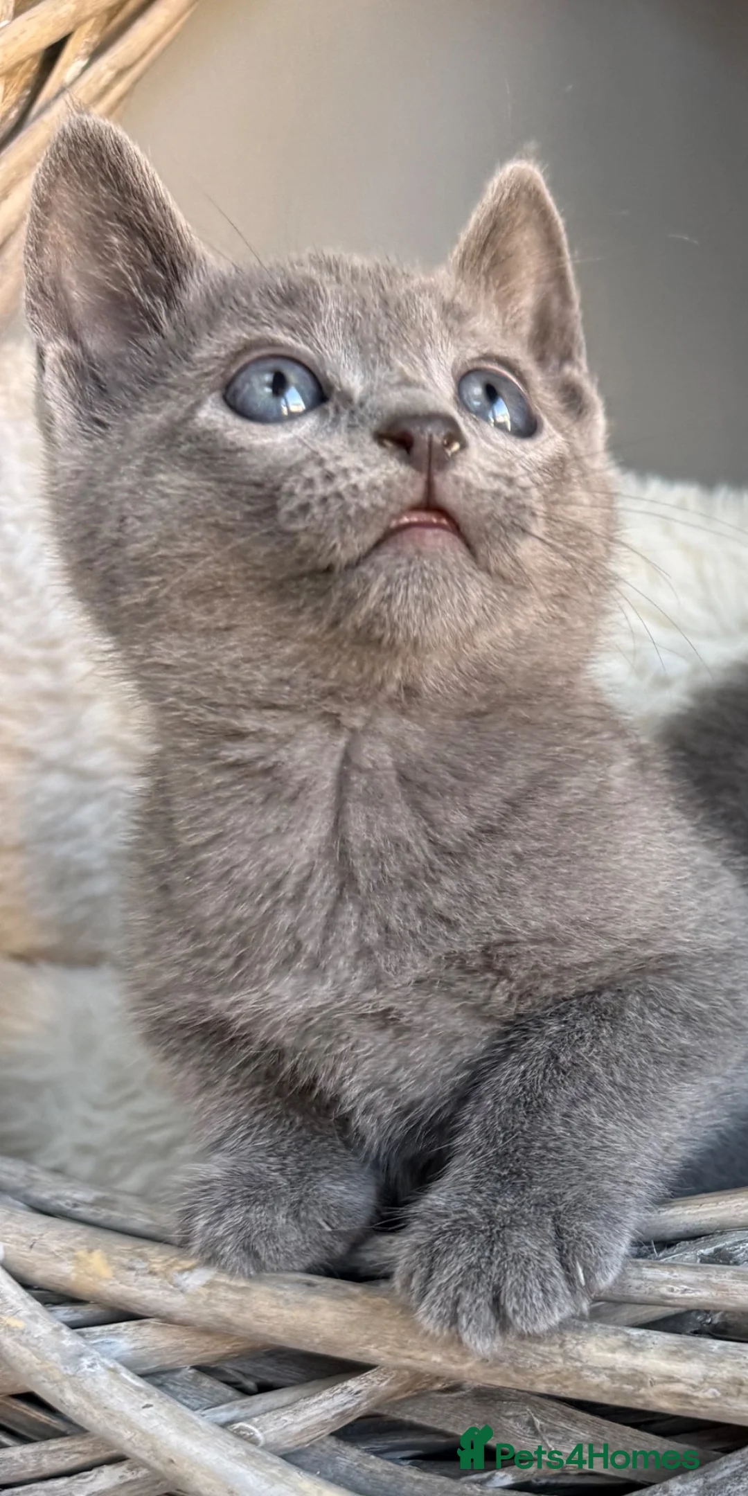 Russian Blue cats for sale: 🥇AWARD WINNING RUSSIAN BLUE - Advert 2