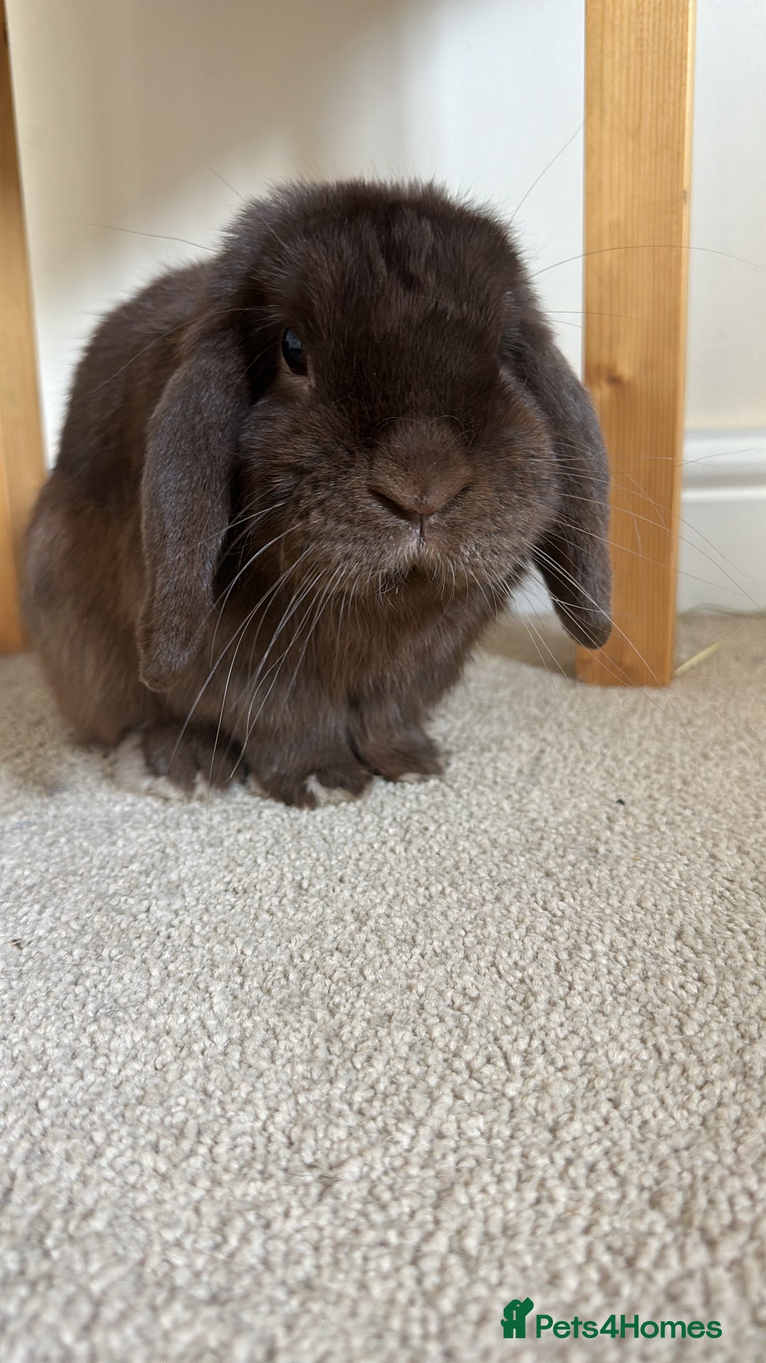 Mini Lop rabbits for sale: Beautiful mini lop rabbit  - Advert 5