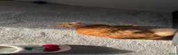 Mixed Breed cats for sale: Female Orange Cat - Sweet and Friendly! - Advert 4