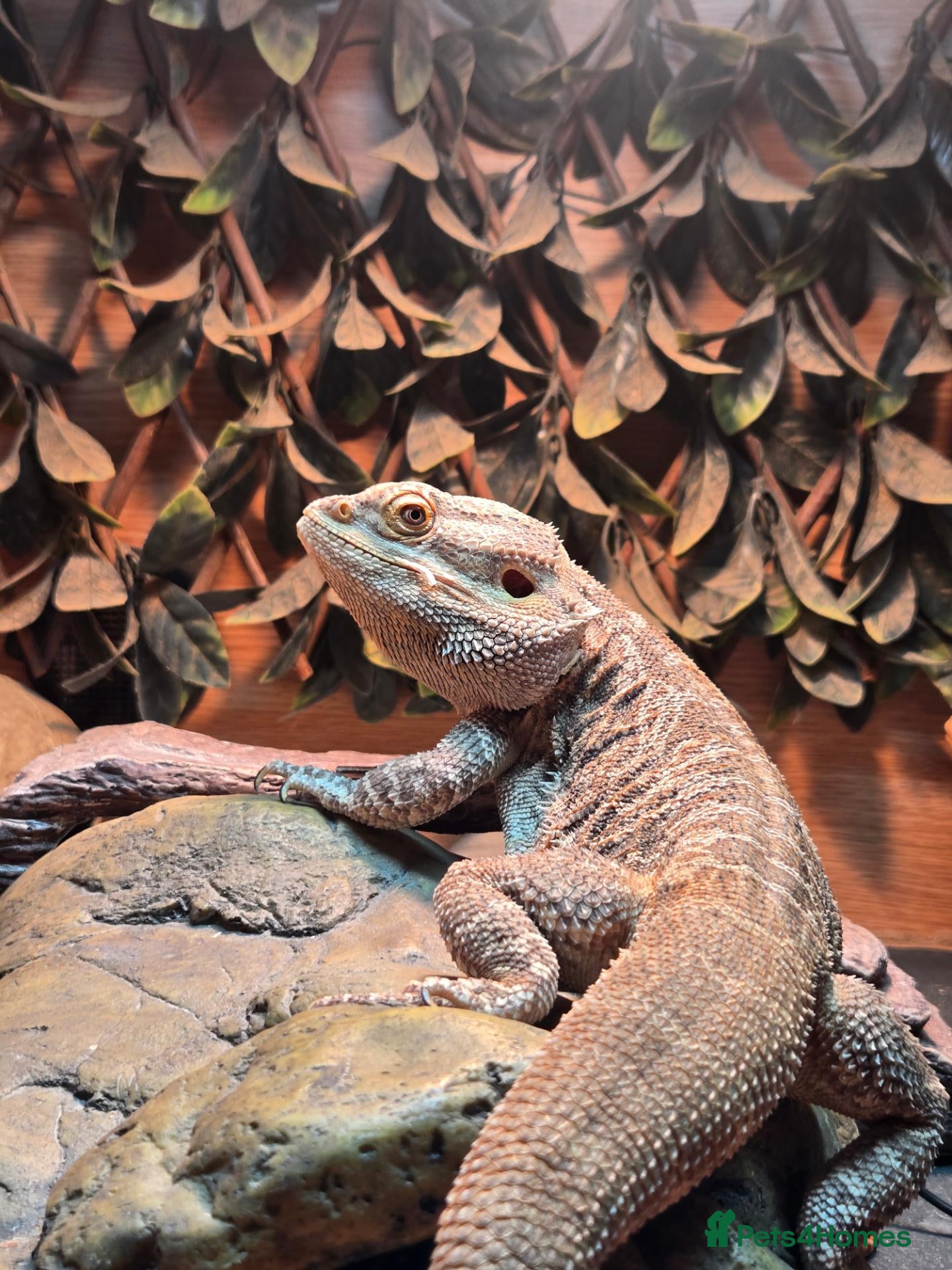 Bearded Dragon reptiles Spikey the Bearded Dragon including all setup 2yo - Advert 4