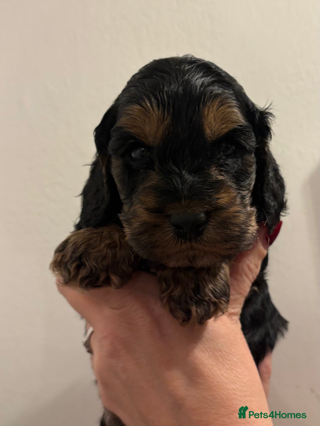 Cockapoo dogs for sale: Small F1 cockapoo’s for sale - Image 3
