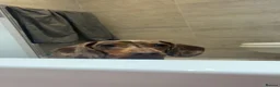 Miniature Dachshund dogs for sale: Female miniature daschund for Rehome - Advert 4