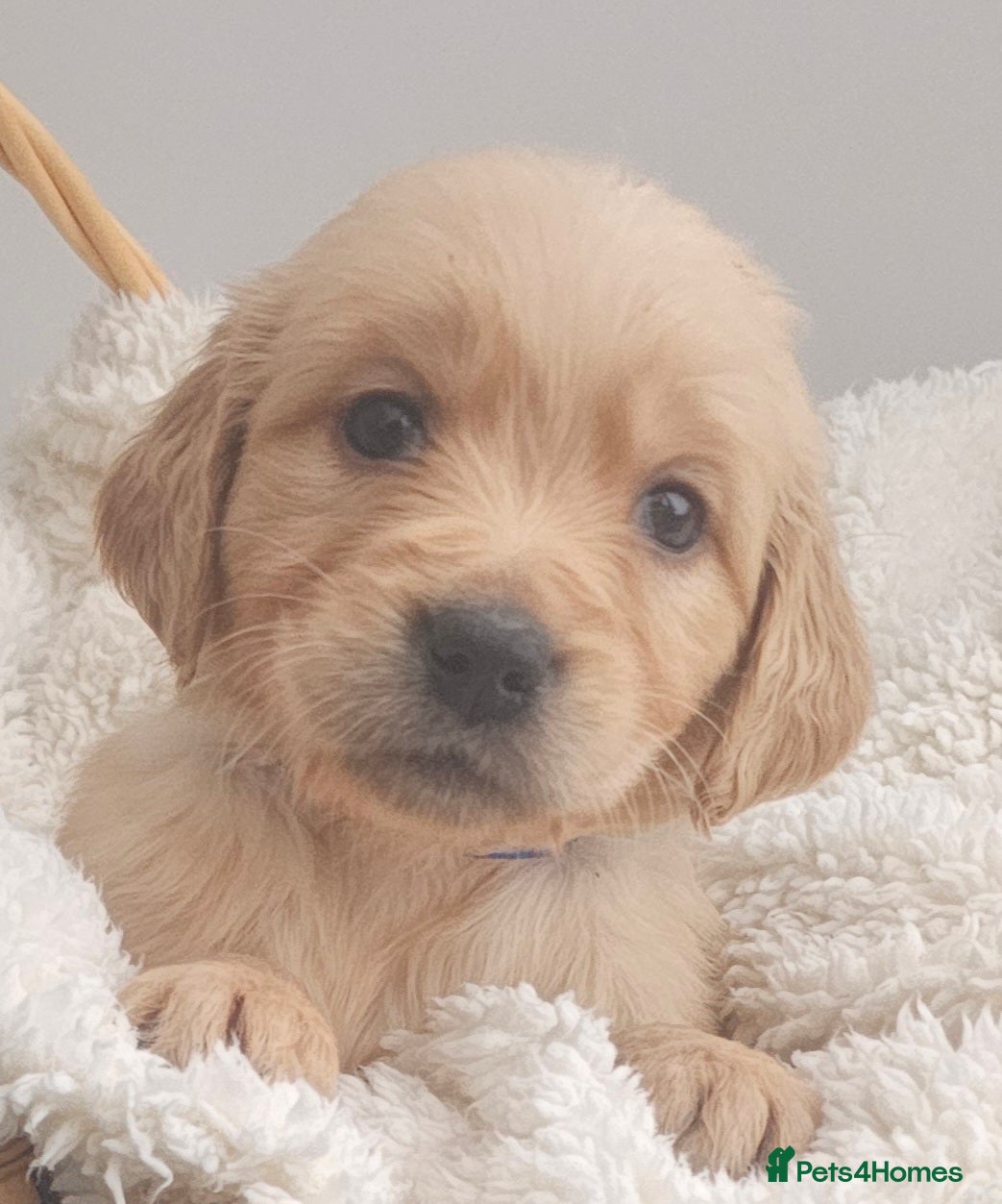 Golden Retriever dogs Amazing shades long awaited litter - Advert 1