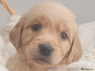Golden Retriever dogs Amazing shades long awaited litter - Advert 1