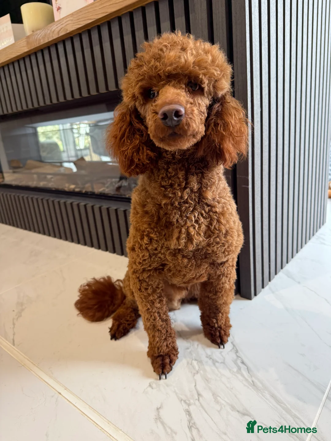 Toy Poodle dogs for sale: Stunning Kc registered Boy - Advert 1