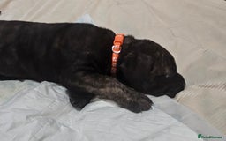 Mixed Breed dogs for sale: Pure Cane corso / pure presa canario puppies. - Image 15