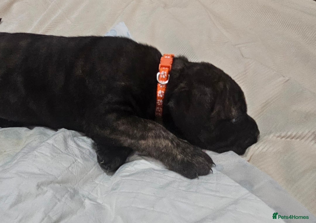 Mixed Breed dogs for sale: Pure Cane corso / pure presa canario puppies. - Image 15