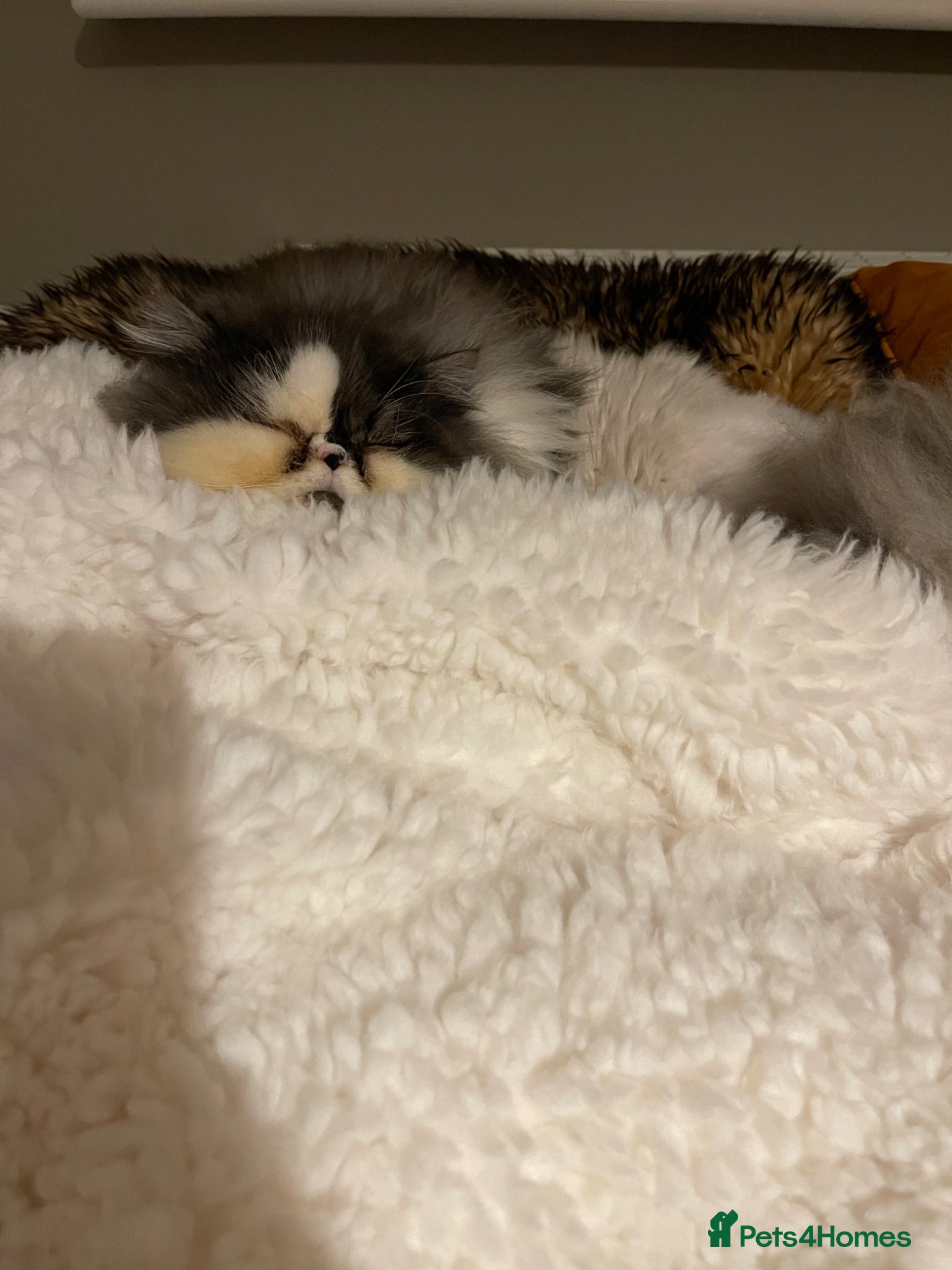 Persian cats Male Persian to re home  - Advert 3