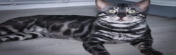 Bengal cats for stud: Proven Charcoal boy in Andover - Advert 5