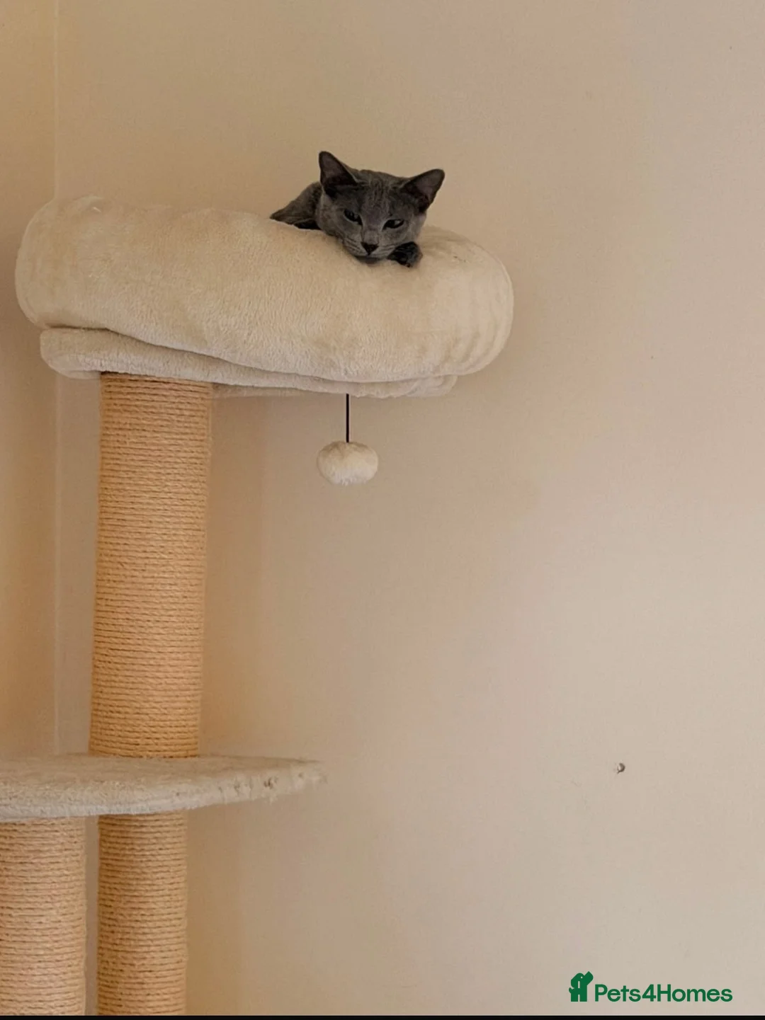 Russian Blue cats for sale: Female russian blue (7 months old) - Advert 2