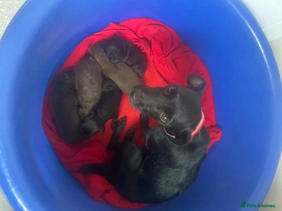 Patterdale Terrier dogs for sale: Patterdale terrier pups  - Advert 2