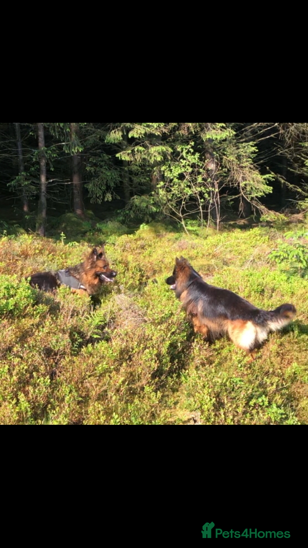 German Shepherd dogs for sale: Beautiful chunky long haired black, tan & red pups - Image 28