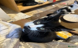 Domestic Shorthair cats for sale: 4 kittens for sale - Image 5