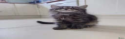 Mixed Breed cats for sale: Litter of 6 kittens ready to go to new homes! in Colchester - Advert 9