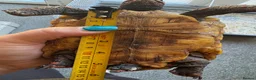 Tortoise reptiles for sale: Red footed female tortoises - Advert 5