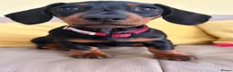 Miniature Dachshund dogs for sale: Last Girl & Boy - Miniature Dachshund Puppies - Advert 5
