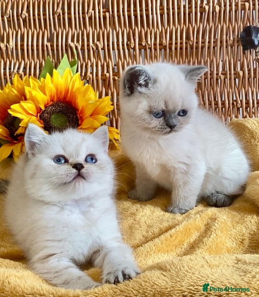 British Shorthair cats RARE SEAL LYNX PURE BRED BSH TEDDY BEARS - Advert 1