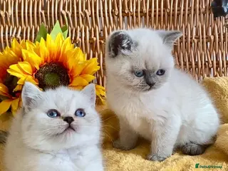 British Shorthair cats RARE SEAL LYNX PURE BRED BSH TEDDY BEARS - Advert 1