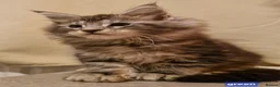 Maine Coon cats for sale: Sweet Maine coon - Advert 13