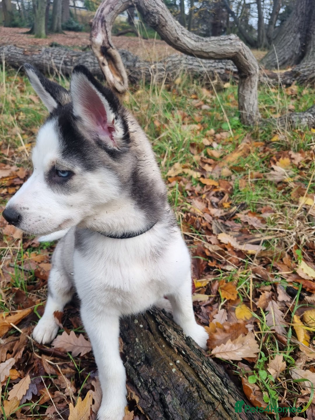 Mixed Breed dogs for sale: Pomsky for sale - Advert 12