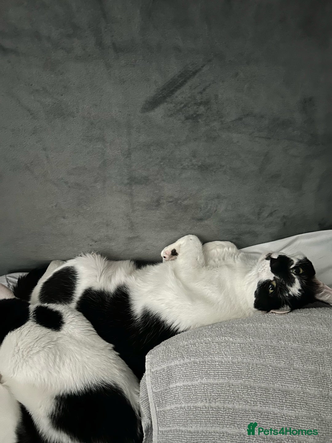 Mixed Breed cats for sale: Heartbroken to Rehome My Bonded Sisters (£0) - Advert 2