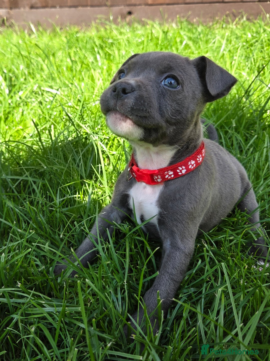 Staffordshire Bull Terrier dogs for sale: Reduced, remaining 2 KC Blue SBT - Image 13