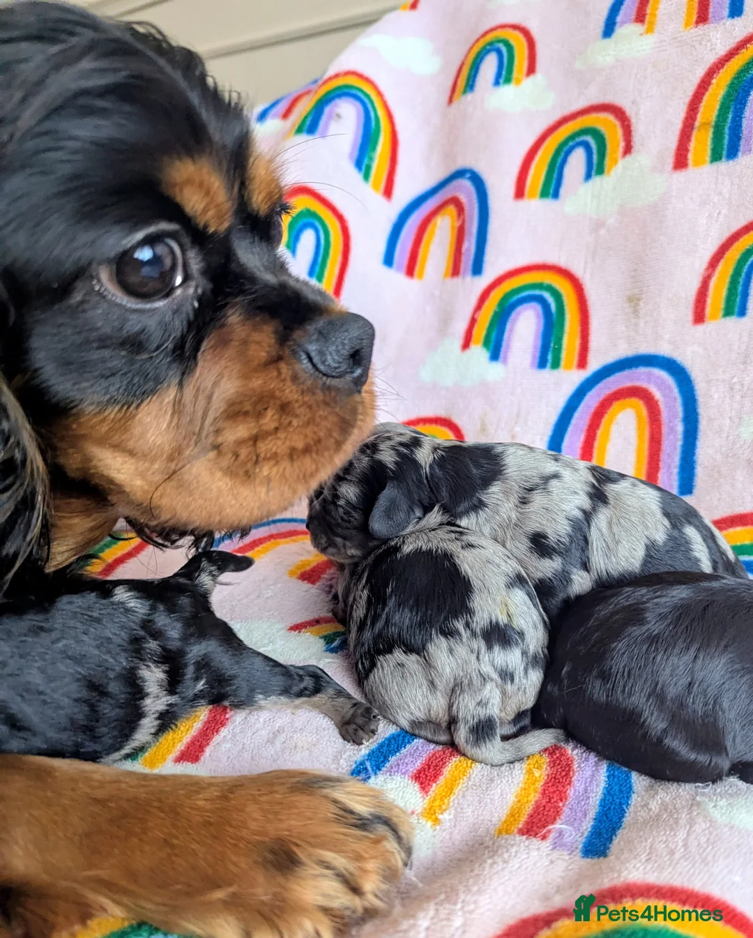 Cavapoo dogs for sale: DNA health tested Merle Cavapoos - Advert 23