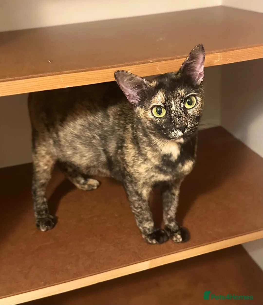 Asian cats for sale: Pedigree Asian Kittens Bombay Dad Black Tortie Mum - Advert 1