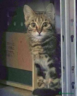 Mixed Breed cats for adoption: Nacho and Pepper - Advert 1