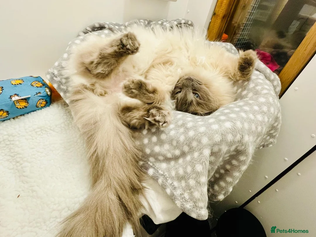 Ragdoll cats for adoption: Blue Point Male Ragdoll - Bobby in Frodsham - Advert 3