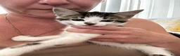 Mixed Breed cats for sale: Healthy and playful kittens for good homes in Chichester - Advert 9